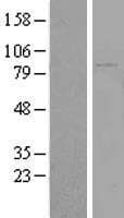 KIAA1586 Protein (Over-Expression Lysate Myc-DDK (Flag))