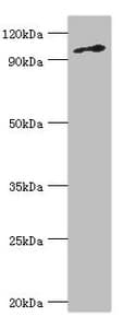 MCM6 Antibody (aa562-821)
