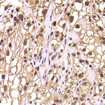 TCEB3 / Elongin A Antibody