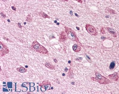 PathPlus™ HTR7 / 5HT7 Receptor Antibody (C-Terminus)
