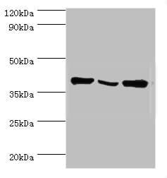 EIF3H / EIF3S3 Antibody (aa80-340)