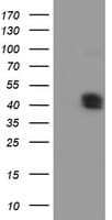 Carboxypeptidase O / CPO Antibody (clone OTI1A1, Carrier-free)