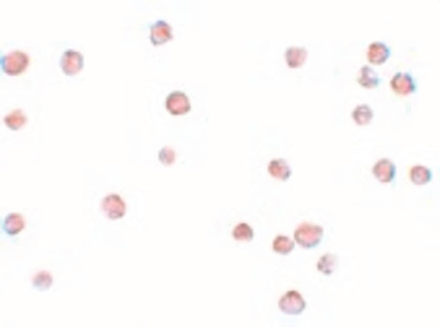 IHC-plus™ LYRM2 Antibody
