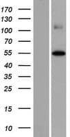 FOXD4L2 Protein (Over-Expression Lysate Myc-DDK (Flag))