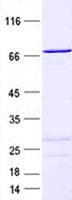 Human TNK1 Protein (Recombinant His, N-Terminal)
