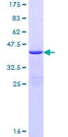 Human DYNLL1 / PIN Protein (Recombinant GST)