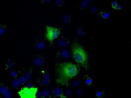 PRKY Antibody (clone OTI6H3, Carrier-free)