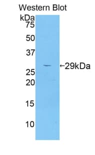 Adam5 Antibody (aa419-664)