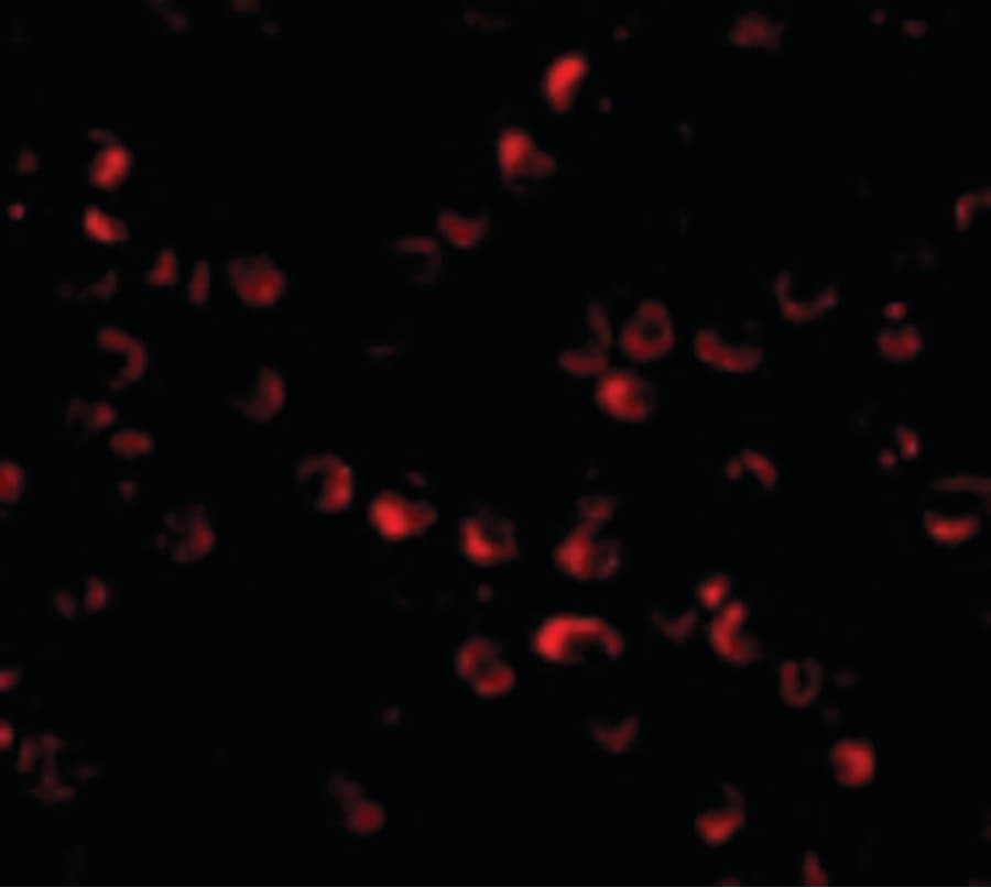 HUWE1 / ARFBP1 Antibody