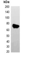 Monoclonal Mouse AmCyan Tag Antibody (WB)