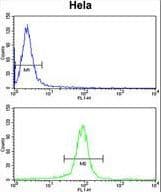 GALE / UDP-Glucose 4-Epimerase Antibody (aa142-171)