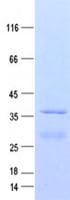 Human TMEM256 / C17orf61 Protein (Recombinant GST, N-terminus + His, C-terminus)