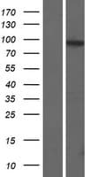 WDR27 Protein (Over-Expression Lysate Myc-DDK (Flag))