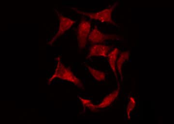 NKP30 Antibody