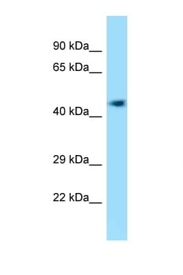 Polyclonal Rabbit anti-Mouse EFCAB14 Antibody (aa368-417, WB)
