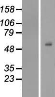 TEKT4 Protein (Over-Expression Lysate Myc-DDK (Flag))