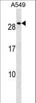 Polyclonal Rabbit anti-Human NKX2-8 Antibody (aa30-56, WB)