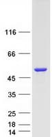 Human DAPK3 / ZIP Kinase Protein (Recombinant Myc-DDK (Flag))