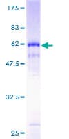 Human PKD1L2 Protein (Recombinant GST)