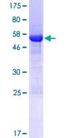 Human GOLPH3L Protein (Recombinant GST)