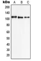 SLC8A1 / NCX1 Antibody (Internal)
