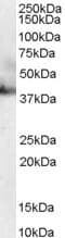 IHC-plus™ Polyclonal Goat anti-Human MRNP41 / RAE1 Antibody (aa357-368, IHC, WB)