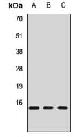 JTB / PAR Antibody