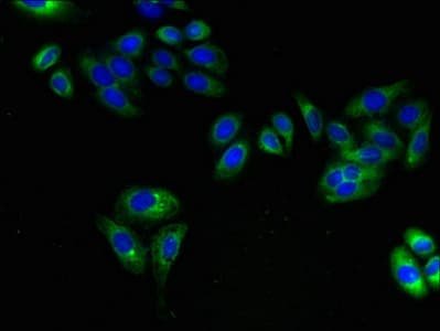 Polyclonal Rabbit anti-Human ARL6IP1 / ARMER Antibody (IHC)
