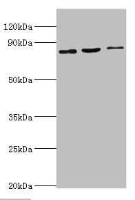 SATB1 Antibody (aa484-763)