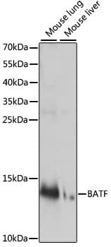 BATF Antibody