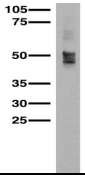 SLC17A7 / VGLUT1 Antibody