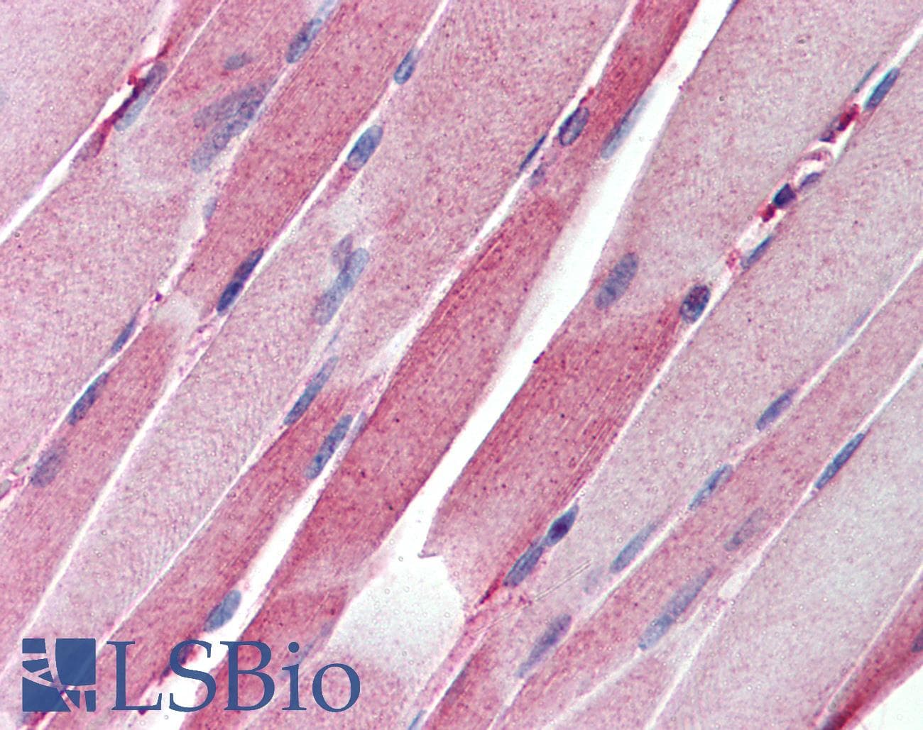 IHC-plus™ CASP8AP2 / FLASH Antibody