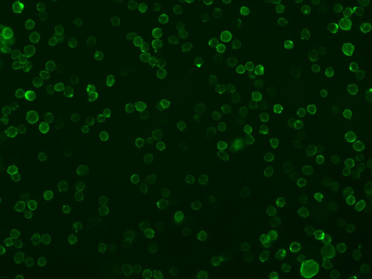 CD86 Antibody (clone 103, Preservative Free)