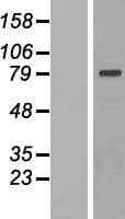 MTIF2 Protein (Over-Expression Lysate Myc-DDK (Flag))