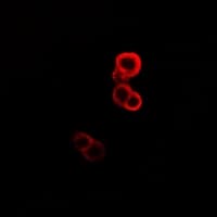GABARAP Antibody