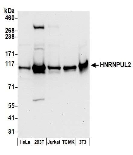 HNRNPUL2 Antibody (aa25-75)