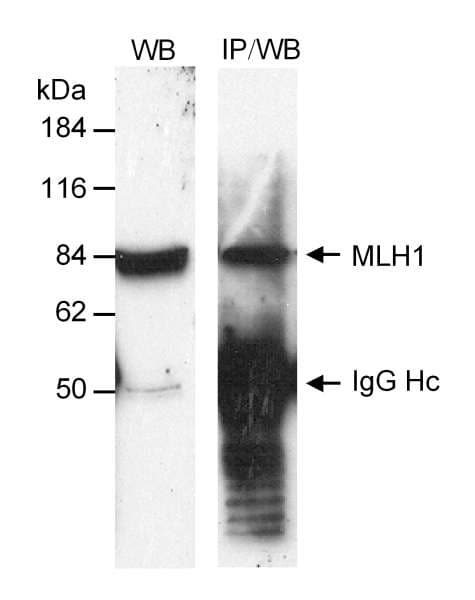 Polyclonal Rabbit anti-Human MLH1 Antibody (aa700-C-term, WB)