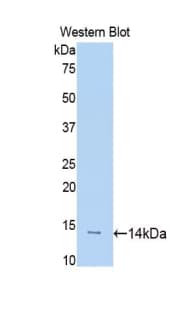 SLIT1 Antibody (aa3-112, Biotin)