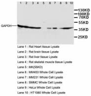 PathPlus™ GAPDH Antibody (aa30-44)