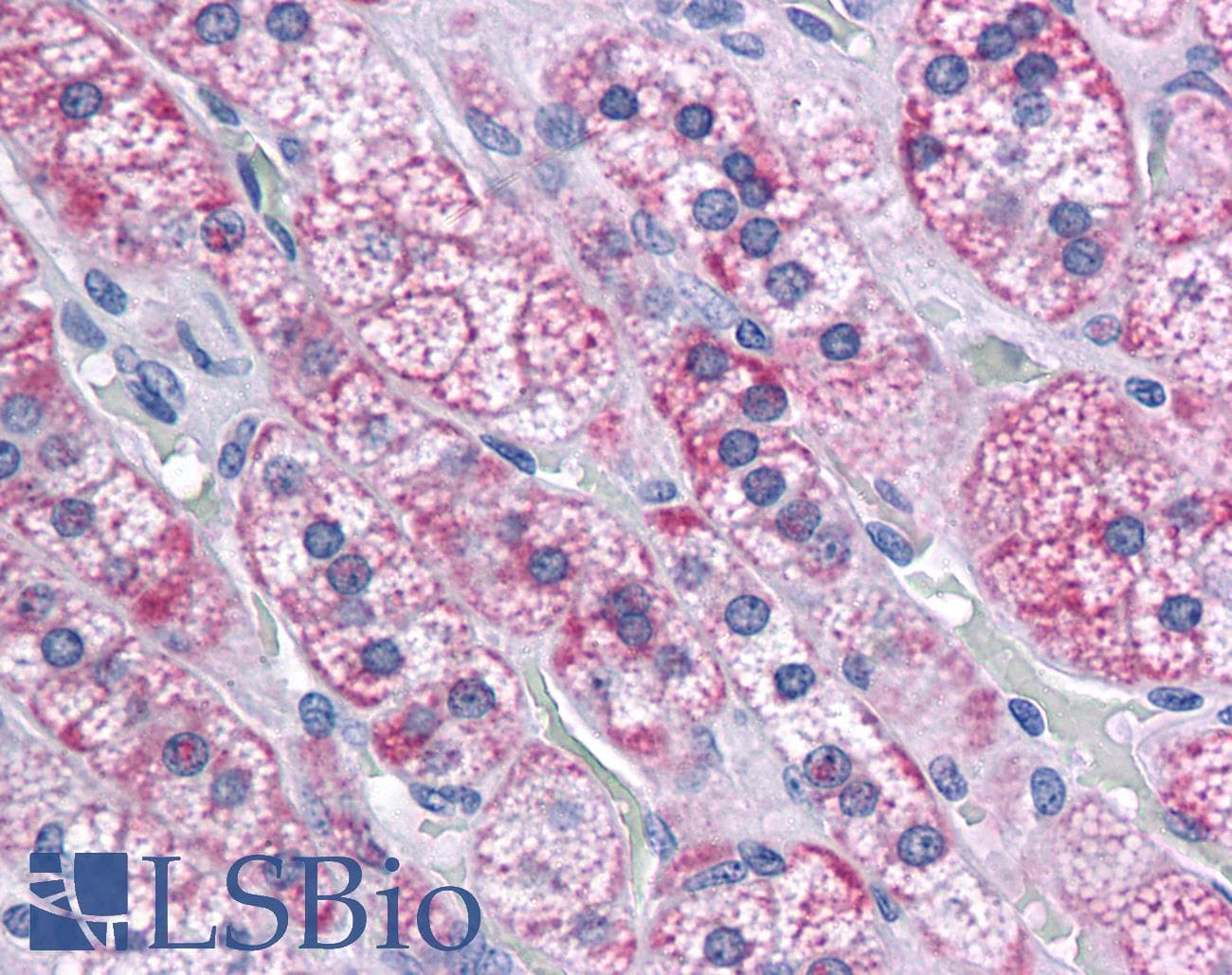 IHC-plus™ RIMS2 / RIM2 Antibody