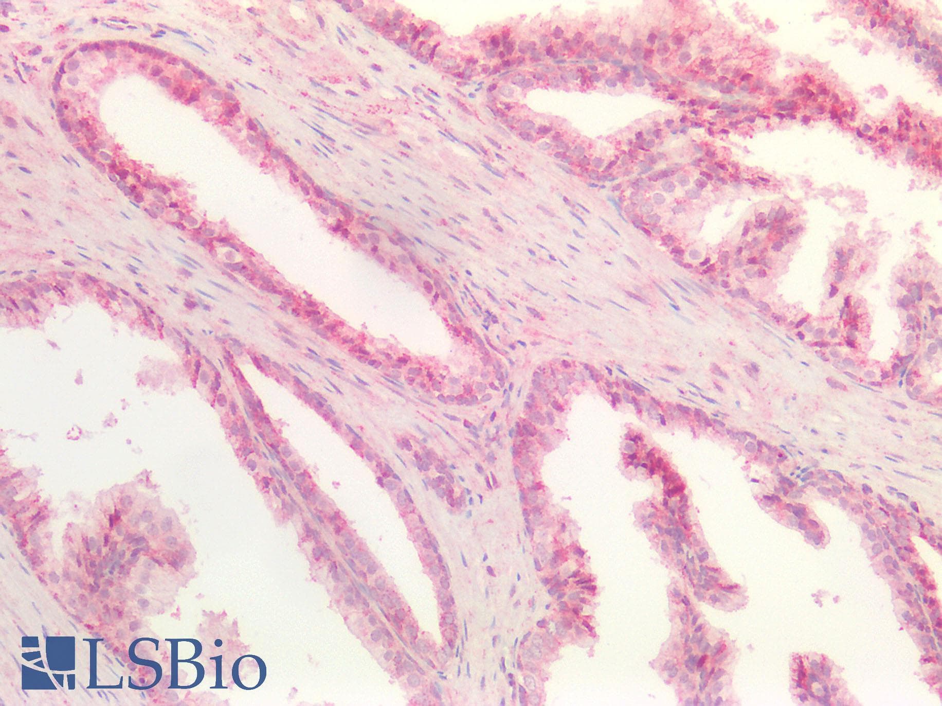 GBP2 Antibody