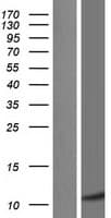 ABRACL Protein (Over-Expression Lysate Myc-DDK (Flag))