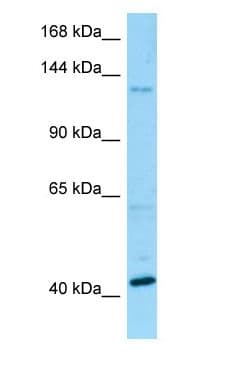BMS1 Antibody (C-Terminus)
