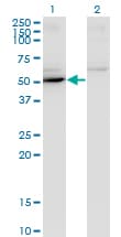 IHC-plus™ MAPK8 / JNK1 Antibody (clone 4H6)
