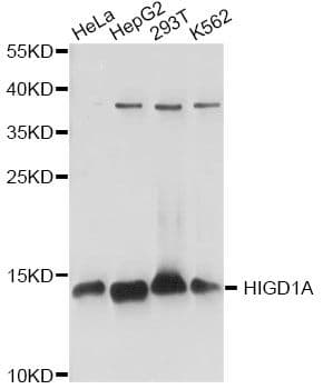 HIGD1A Antibody