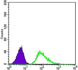 TUBB3 / Tubulin Beta 3 Antibody (clone 2000000000)