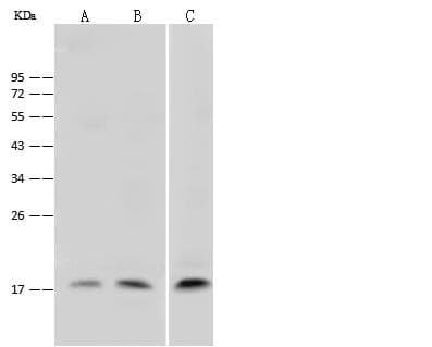 CCL7 / MCP3 Antibody