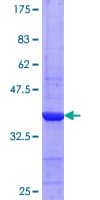 Human CPNE4 Protein (Recombinant GST, N-terminus)