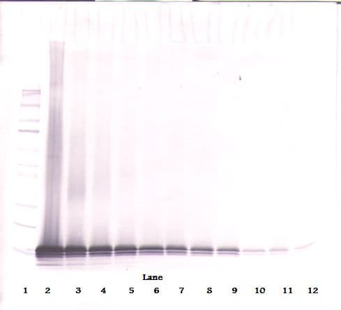 CCL21 / SLC Antibody