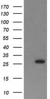 KLK8 / Kallikrein 8 Antibody (clone OTI2C10, Carrier-free)